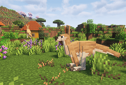 kangaroos in More animals